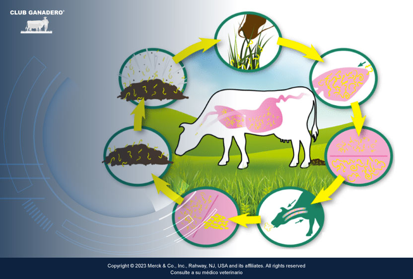 verminosis-pulmonar-bovina