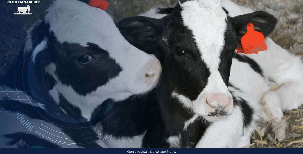 diarrea-viral-bovina-tratamiento