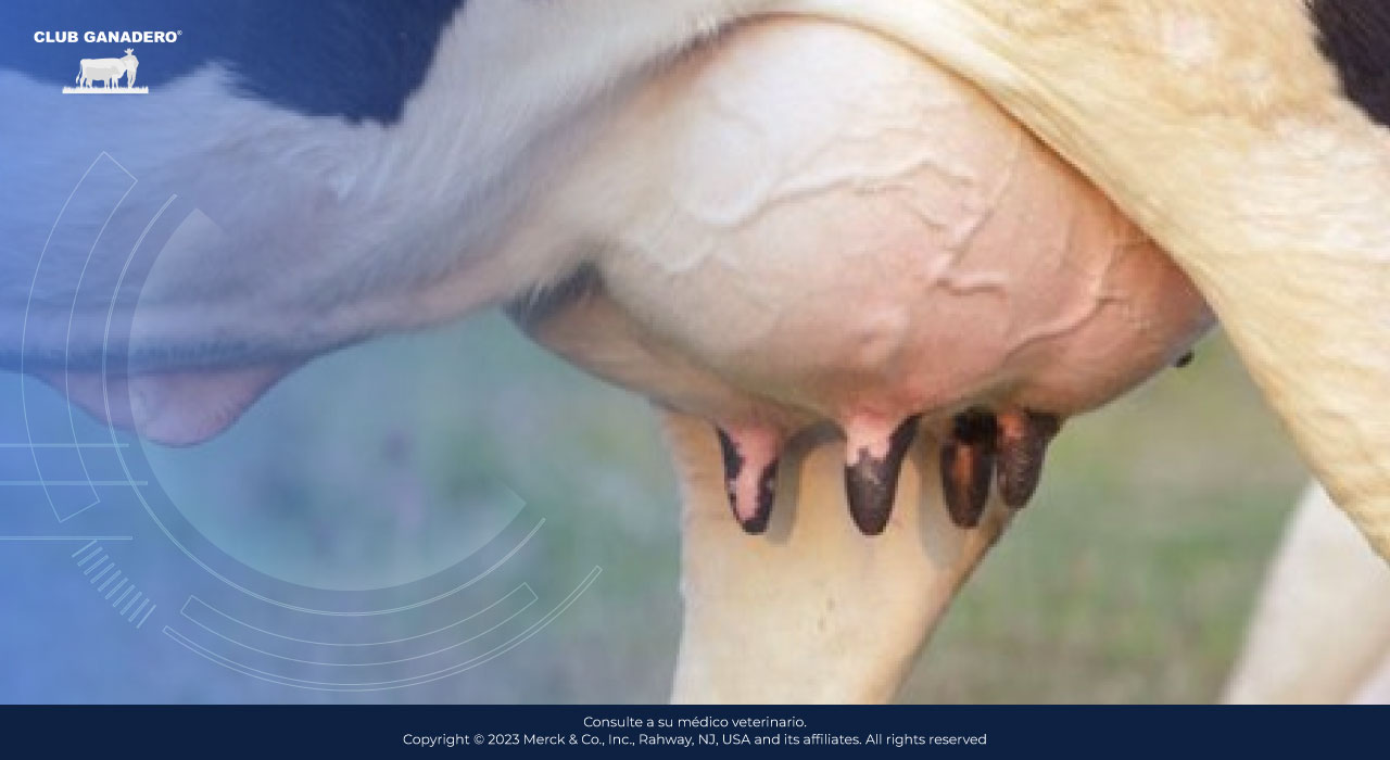 mastitis-bovina