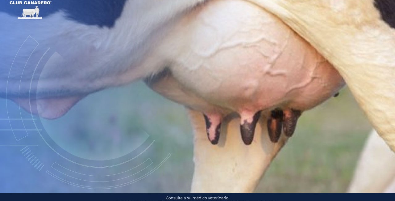 mastitis-bovina