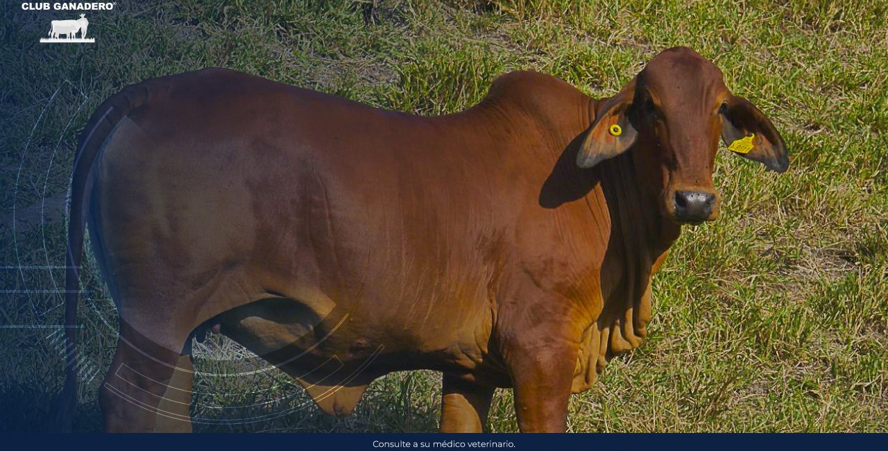 clostridiosis-bovina