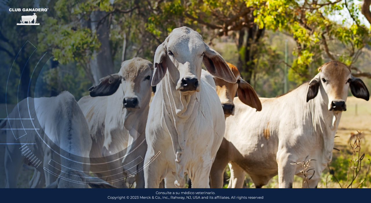 cria-de-ganado-