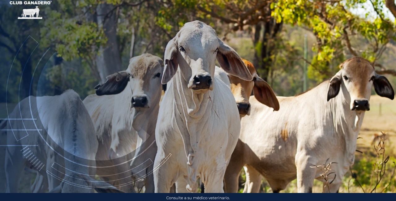 cria-de-ganado-