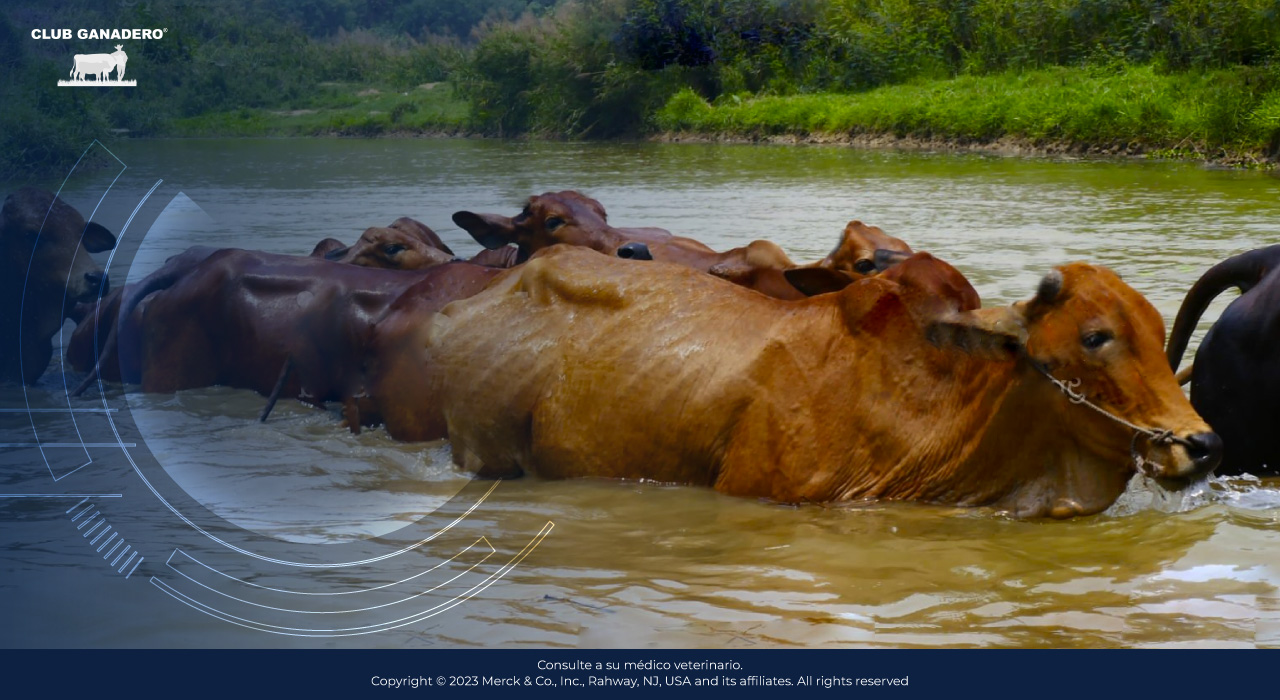 leptospirosis-bovina