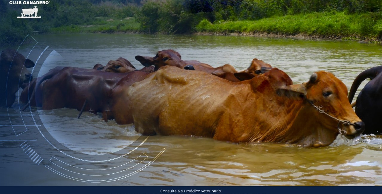 leptospirosis-bovina