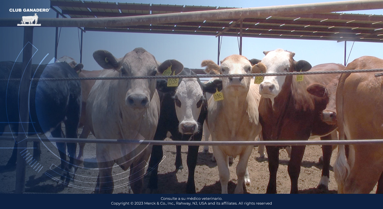 rinotraqueitis-infecciosa-bovina