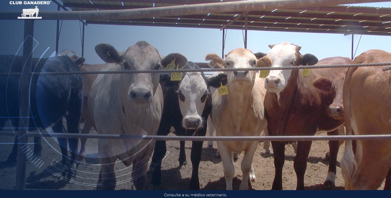 rinotraqueitis-infecciosa-bovina