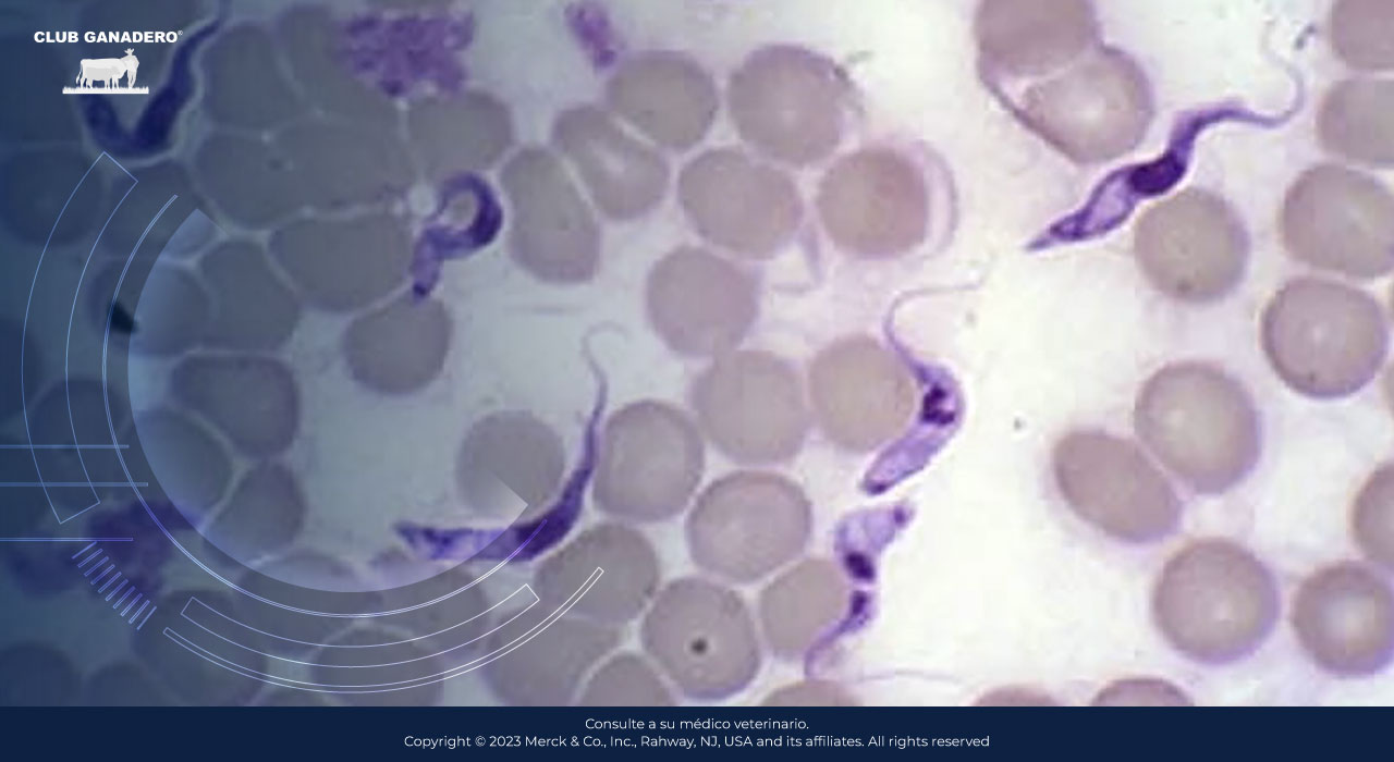 tripanosomiasis