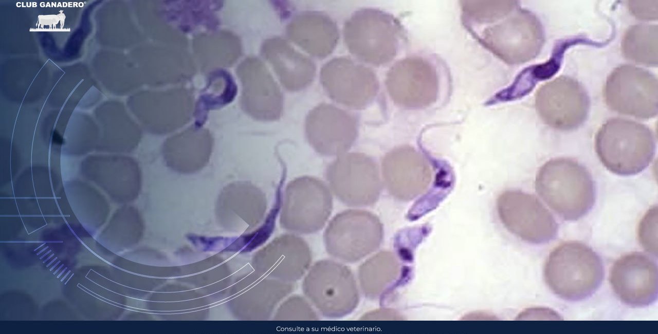 tripanosomiasis