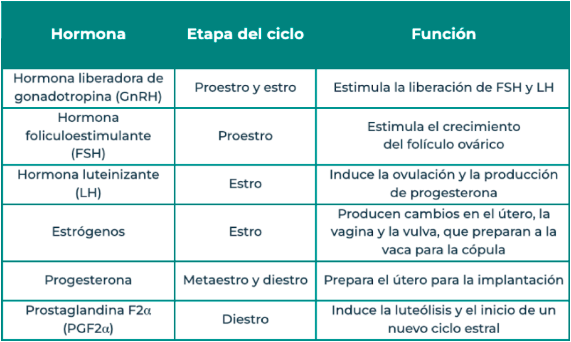 cuadro-hormonal