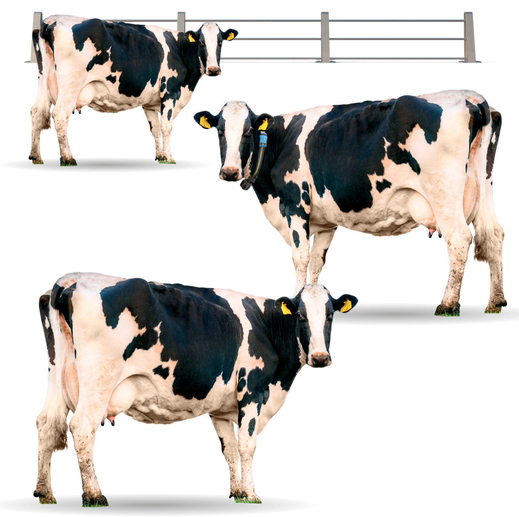 vacas-banner-lp