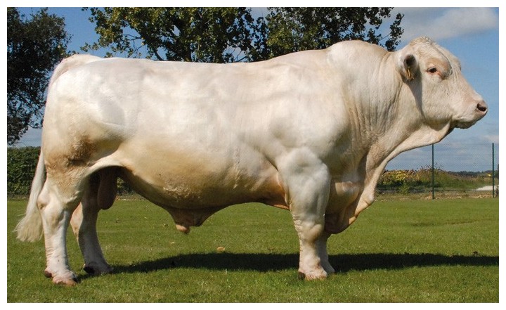 charolais-razas-de-ganado-vacuno